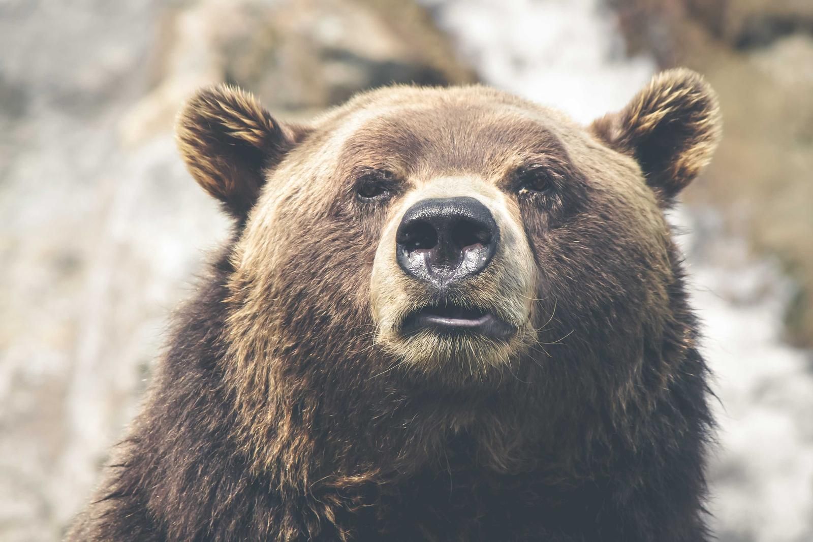 Close-up portrait of brown bear with distinctive white face markings and dark eyes gazing directly at camera against blurred snowy background
