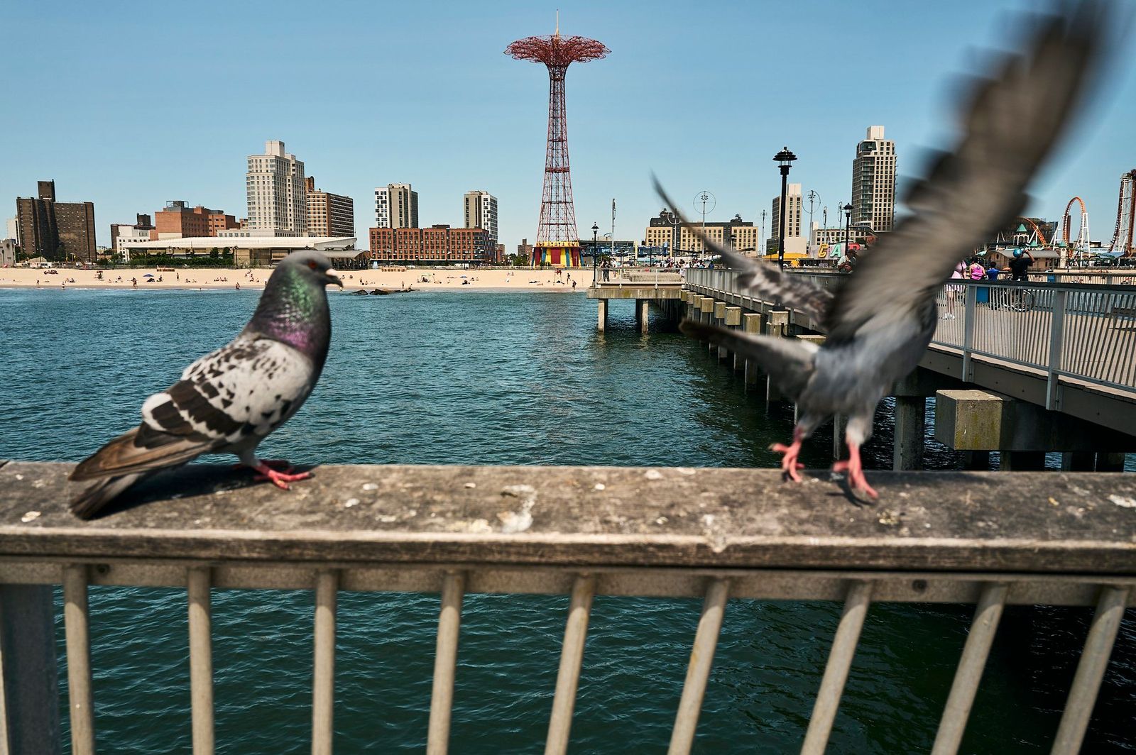 Pigeons on a pier railing, one taking flight, with a beach, red lattice tower and amusement rides behind